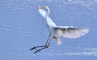 02 Great White Egret (Ardea alba)